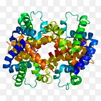 血红蛋白，α-1 HBb hbg 1-分子链