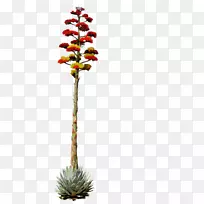 花世纪植物画龙舌兰沙漠-亚利桑那沙漠
