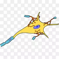 神经元生物学突触树突剪贴术神经元