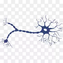 神经元轴突体神经系统树突神经元