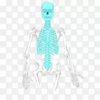 轴向骨骼人体骨骼阑尾骨架肋骨笼人体骨骼