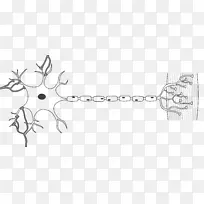 阿尔法运动神经元传出神经纤维轴突神经元
