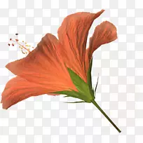 花卉芙蓉花瓣剪贴画-芙蓉