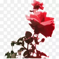 黑玫瑰插花艺术.开花