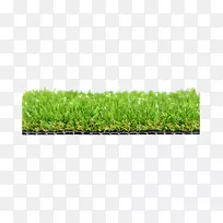草、草甸植物-金冠的表面