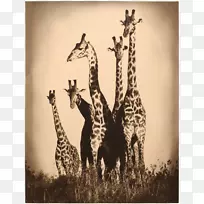 北长颈鹿摄影马赛玛莎皇室免费水彩画长颈鹿