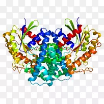 GNA 12热休克蛋白90 kdaα(胞浆)，A1成员HSP 90-蛋白