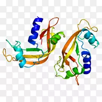 牛胰核糖核酸酶4内源性核糖核酸酶-蛋白质