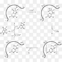 水母、红花苷、尾胺嘧啶生物发光荧光素酶的作用机理