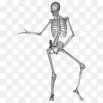 人类骨骼舞蹈骨骼-人骨