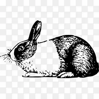 荷兰野兔白兔复活节兔荷兰