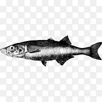 淡水鱼鲱鱼淡水动物棕色动物