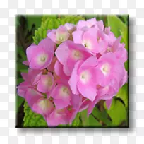 灌木绣球红爪常见芙蓉植物-粉红色绣球花
