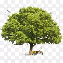 柯林斯宝石树百科全书柯林斯树指南柯林斯英国树木指南-郁郁葱葱的树顶