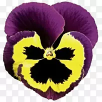 潘西花瓣紫罗兰