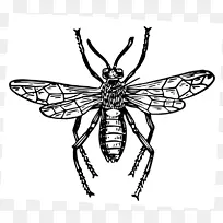 昆虫蜜蜂传粉剂-昆虫载体
