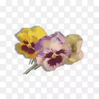 切花紫罗兰种子植物