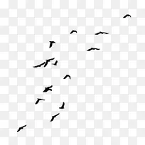 乌鸦鸟夹艺术-海鸥