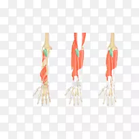 前臂-循环系统肘肌尺侧伸肌后室