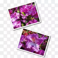 紫丁香紫花图案-蜜蜂母花
