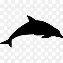 海豚-海豚媒介