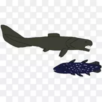 鳞状目鱼类软骨鱼类海洋深海动物