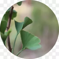 进化中草药植物-银杏