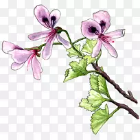 植物花紫丁香授粉者-天竺葵