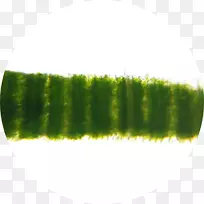 玉米叶植物茎维基共享-玉米叶