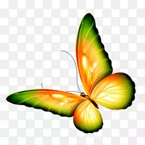 极顽固不化的蝴蝶被金耶尔·恩瓦卡玛昆虫帝王蝴蝶，美丽的花园诗由华莱尔·恩瓦坎玛-黄景画按类别分类。