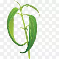 穿心莲内酯保健叶病-人参花