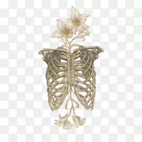 人体骨骼解剖颅骨肋骨-花骨