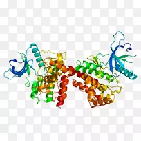 Janus激酶2 jak-stat信号通路原发性血小板增多症小鼠