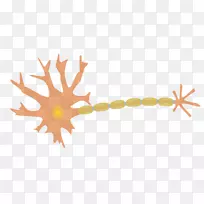 神经元神经系统轴突剪贴术神经元