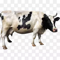 荷斯坦，弗里西亚牛，奶牛，雌牛，剪贴画，动物背景。
