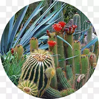Tucson植物园沙漠植物园Westin la Paloma度假村&SPA-Sarah蔬菜