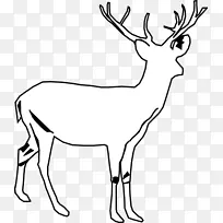 白尾鹿，驼鹿，番泻叶，白鹿，剪贴画.鹿载体