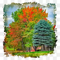 长袖t恤树木本植物-秋季颜色