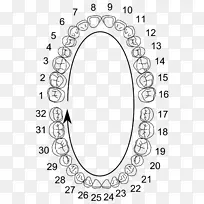 通用编号系统人类牙齿符号牙科解剖学牙科.一般牙科