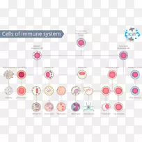 免疫系统白血球免疫人体-不健康