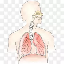 呼吸系统呼吸道呼吸人体蓝虹膜