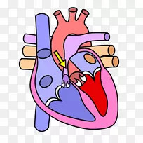 心脏图解剖人体循环系统压力比你更大