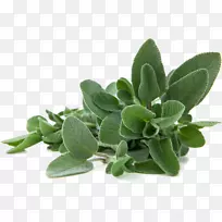 普通鼠尾草科叶紫檀属草本植物-鼠尾草