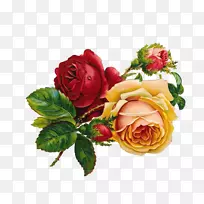 复古玫瑰：家居花园花卉剪贴画的美丽品种-复古玫瑰