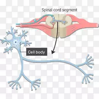 神经元胞体神经系统轴突树突生殖细胞体