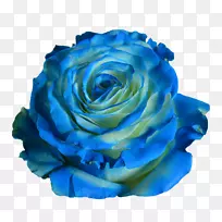 蓝色花园玫瑰绿色蜈蚣玫瑰-蓝色波浪