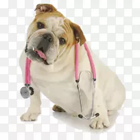 猎犬骑士王查理斯犬哈瓦尼斯犬体格检查