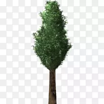 英国红豆杉树植物常绿针叶树
