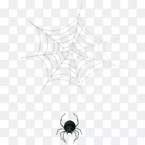 蜘蛛网节肢动物-蜘蛛