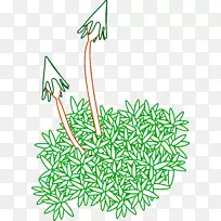 冰岛苔藓绘画剪贴画